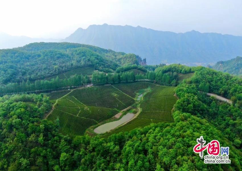 张家界：土家姑娘深耕茶旅 文旅添彩山水间